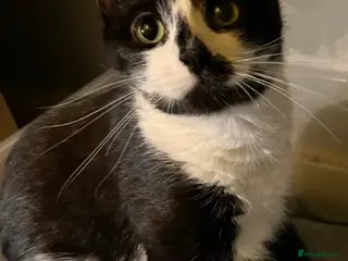 British Shorthair cats British Shorthair X Kittens - Advert 1