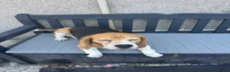 Beagle dogs for sale: KC Reg Pure Bred Male Tri coloured beagle - Advert 7