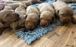 Hungarian Vizsla dogs for sale: KC Hungarian Vizsla Puppies for sale - Image 4