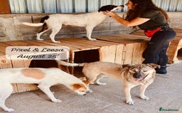 Mixed Breed dogs for adoption: Pixel, 3-4 yrs old. Available for adoption. - Image 5