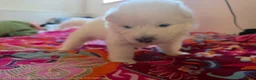 Samoyed dogs for sale: 🐾 Beautiful Samoyed Puppies Available 🐾 - Advert 21
