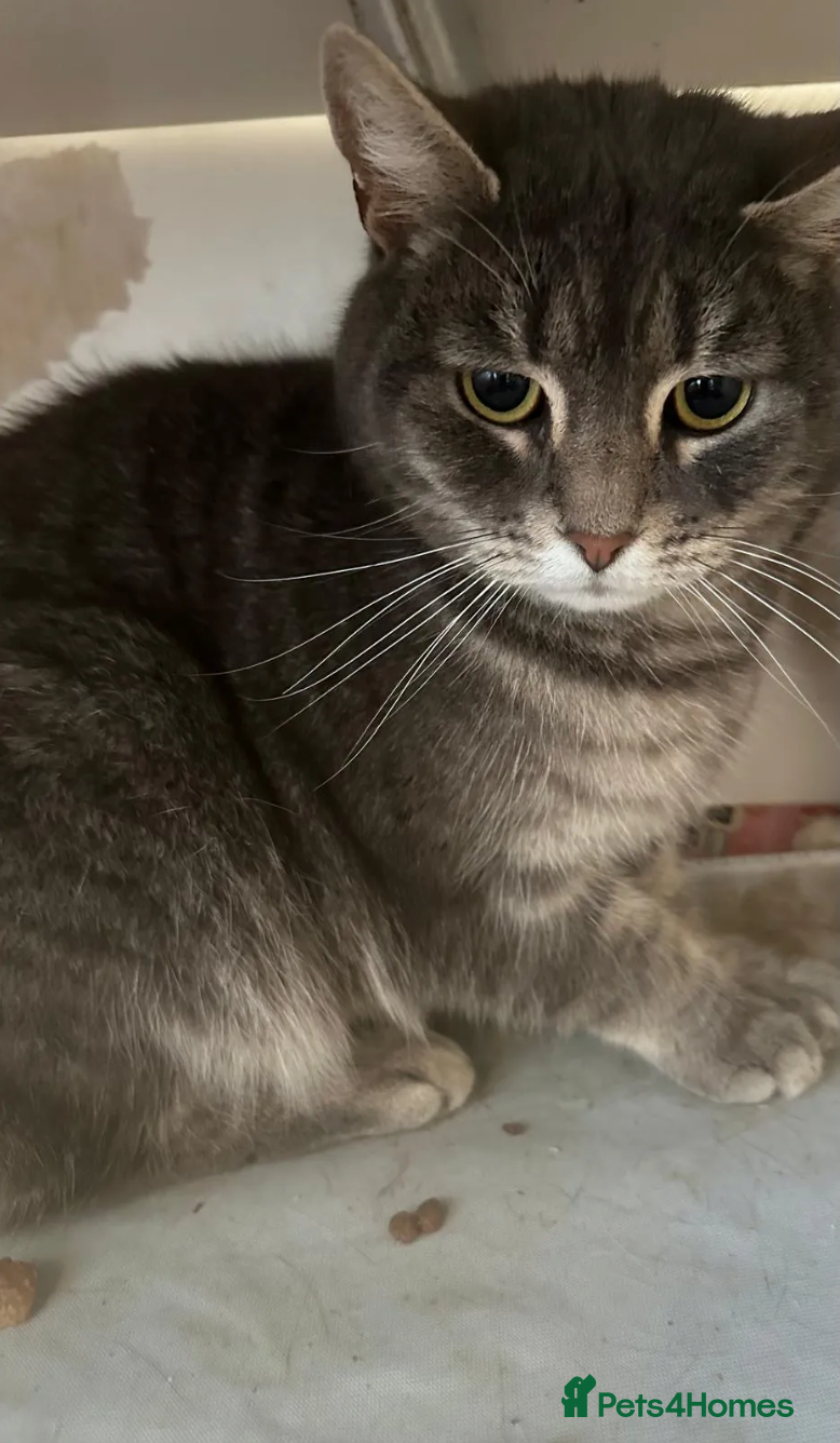 Mixed Breed cats Bonded par Edgar and Poe looking for a home - Advert 3