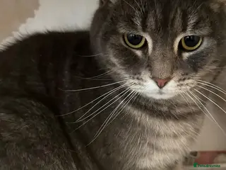 Mixed Breed cats Bonded par Edgar and Poe looking for a home - Advert 2