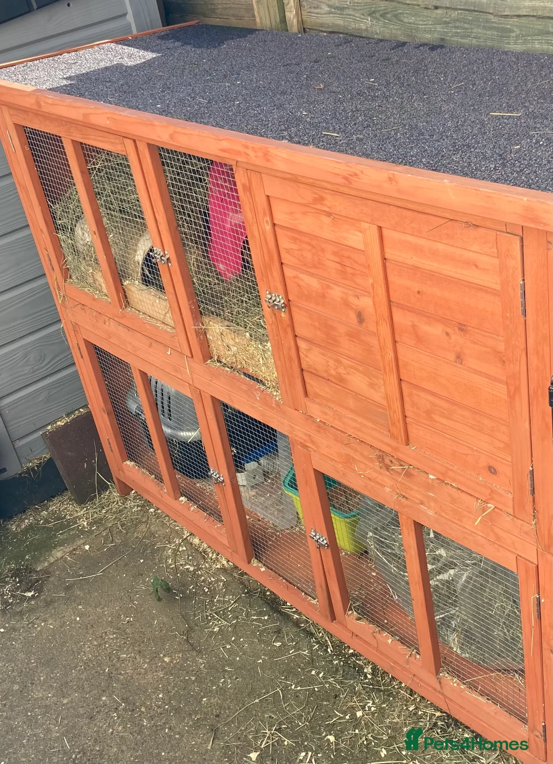 Guinea Pig rodents for sale: 3 Female bonded guinea pigs and set up, hutch etc. - Advert 7