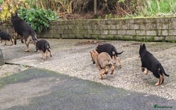 German Shepherd dogs for sale: German Shepherd Puppies - Advert 7