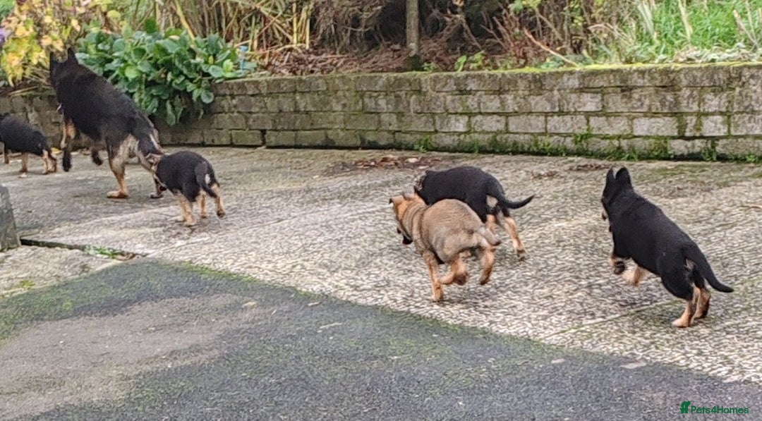German Shepherd dogs for sale: German Shepherd Puppies - Advert 7