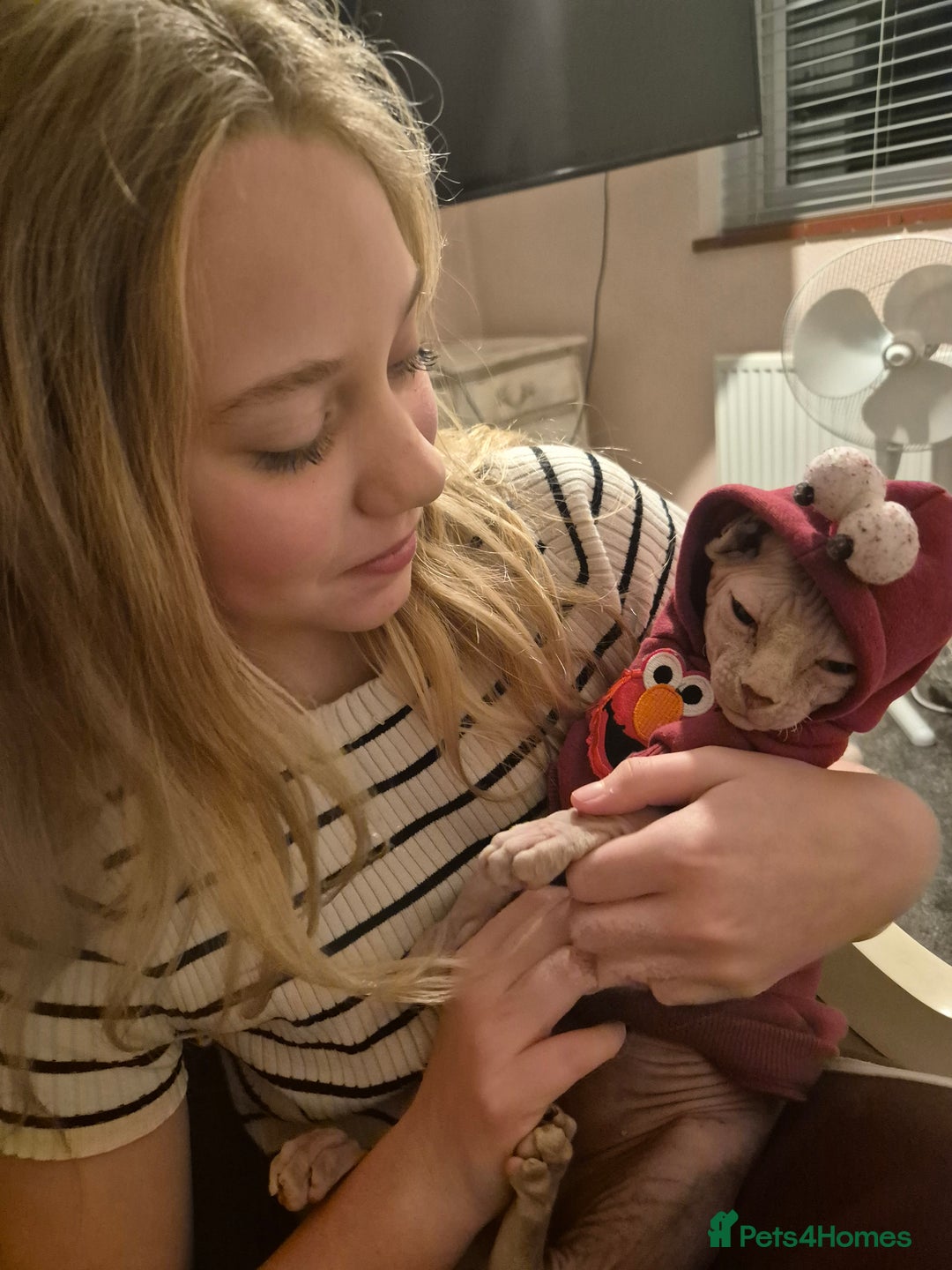 Sphynx cats for sale: STUNNING DONSKOY - Advert 4