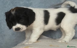 Mixed Breed dogs for sale: Cocker Spaniel cross Cavapoo Pups - Image 13
