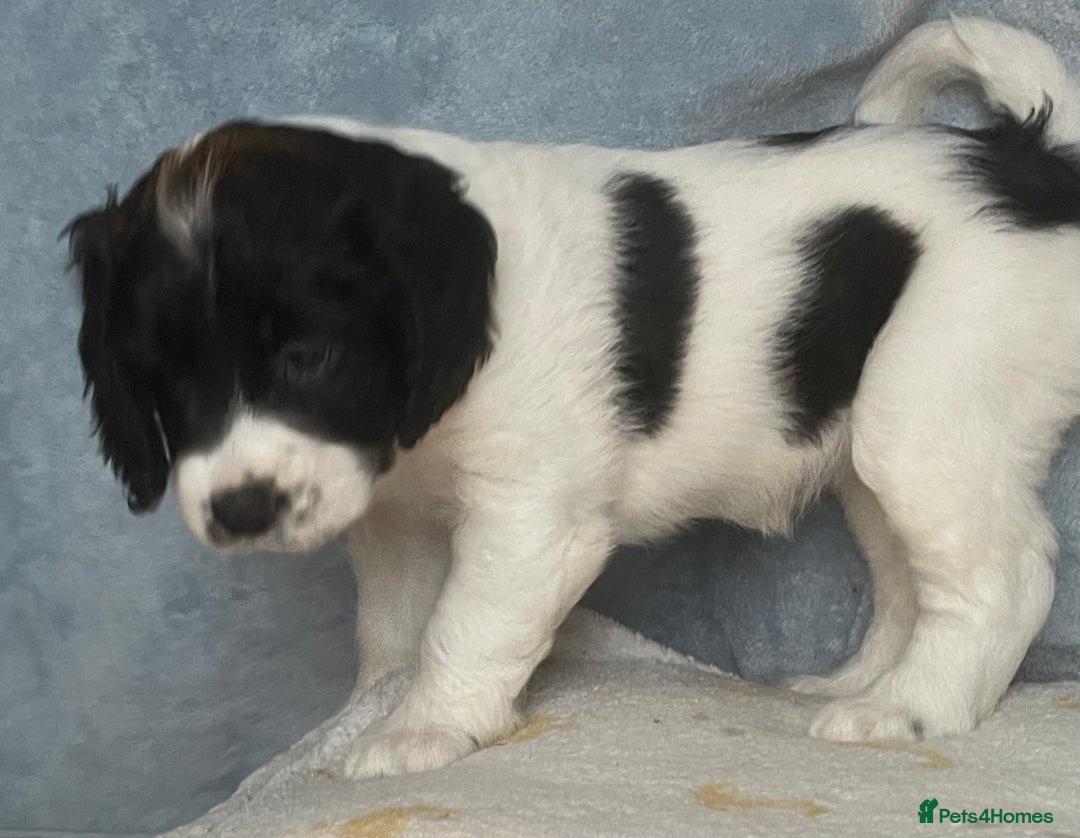 Mixed Breed dogs for sale: Cocker Spaniel cross Cavapoo Pups - Image 13