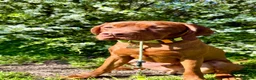 Hungarian Vizsla dogs for stud: Stunning young Vizsla stud - Mr Kipling🍰 (Essex) - Advert 3