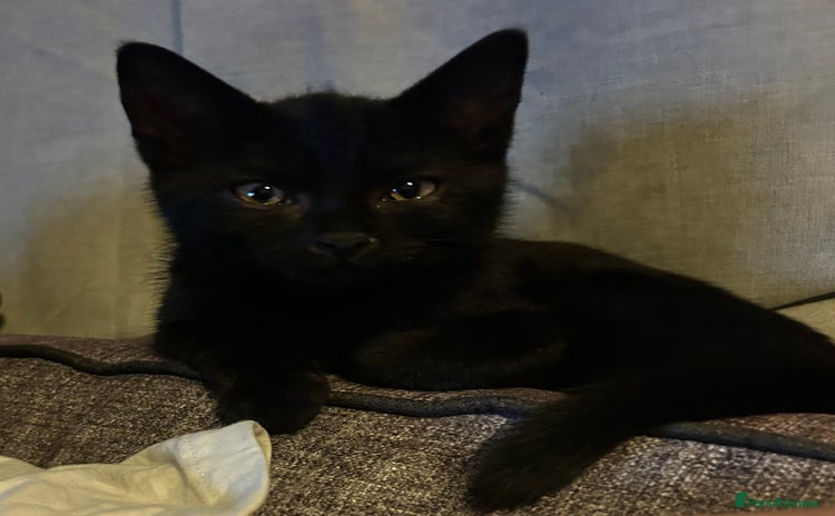 Mixed Breed cats - Advert 14