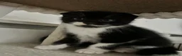 Mixed Breed cats for sale: Scottish fold kittens  - Advert 3