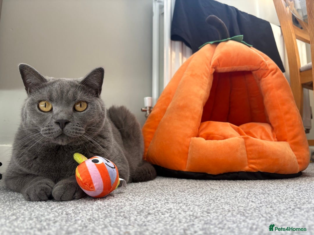 British Shorthair cats for sale: British shorthair 3 year old male - Image 2