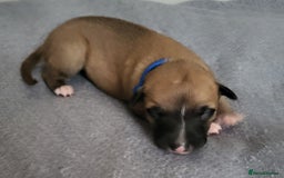 Whippet dogs for sale: 8 KC gorgeous pups, 4 boys & 4 girls. - Image 1