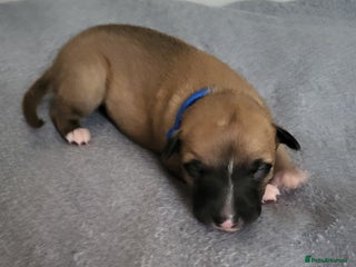 Whippet dogs - Advert 1