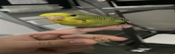 Budgerigars birds for sale: 3 Budgies - Advert 4