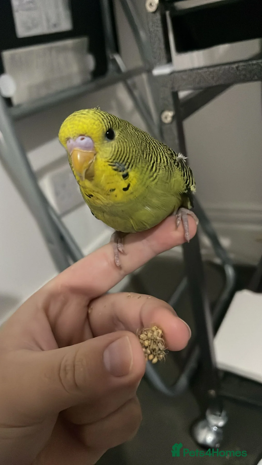 Budgerigars birds for sale: 3 Budgies - Advert 4