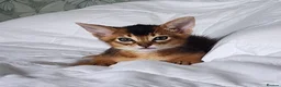 Abyssinian cats for sale: Adorable Pedigree Abyssinian kittens  in Royston - Advert 4