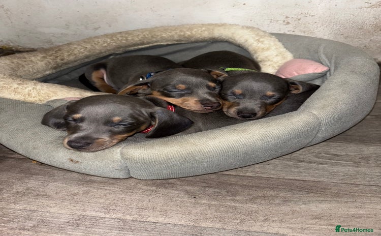 Miniature Dachshund dogs - Advert 15