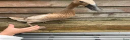 Ducks poultry for sale: 5 female ducks  in Petersfield - Advert 7