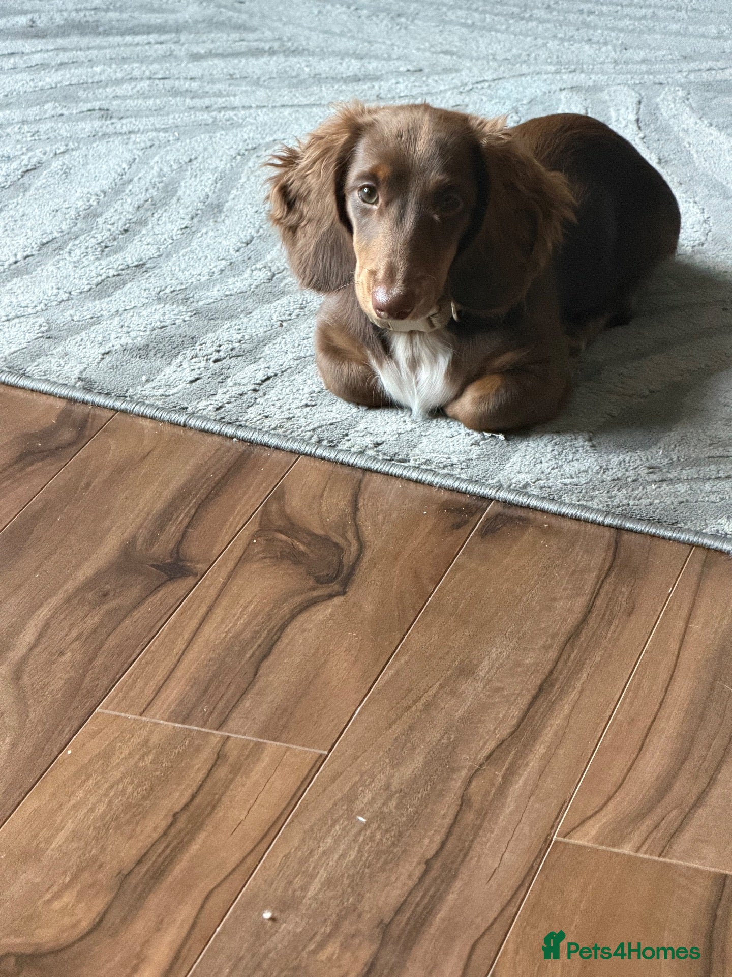 Miniature Dachshund dogs for sale: Male minature dachshund 5 months old  - Advert 9