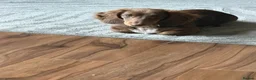 Miniature Dachshund dogs for sale: Male minature dachshund 5 months old  - Advert 1