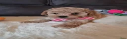 Shihpoo dogs for sale: Gorgeous Little Shihpoo Pups sold Fully Vaccinated - Advert 31