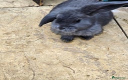 Continental Giant rabbits for sale: Giant french lops - Image 15