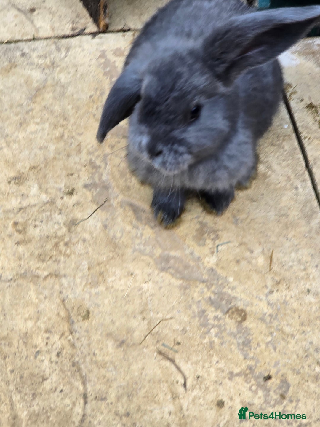 Continental Giant rabbits for sale: Giant french lops - Image 15