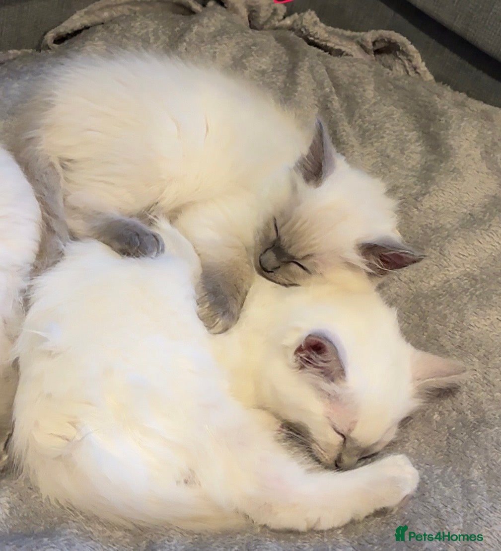 Ragdoll cats 🩵 Lilac boy and blue point girl available 🩵 - Advert 10