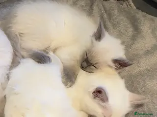 Ragdoll cats 🩵 Lilac boy and blue point girl available 🩵 - Advert 3