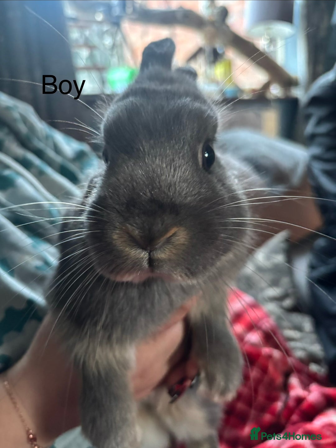 Netherland Dwarf rabbits for sale: Female and male Netherland dwarf  - Advert 1