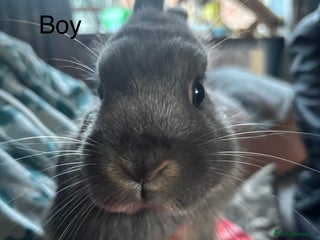 Netherland Dwarf rabbits Female and male Netherland dwarf - Advert 1