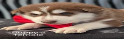 Siberian Husky dogs for sale: Beautiful Siberian Husky (all with Blue eyes) - Advert 8