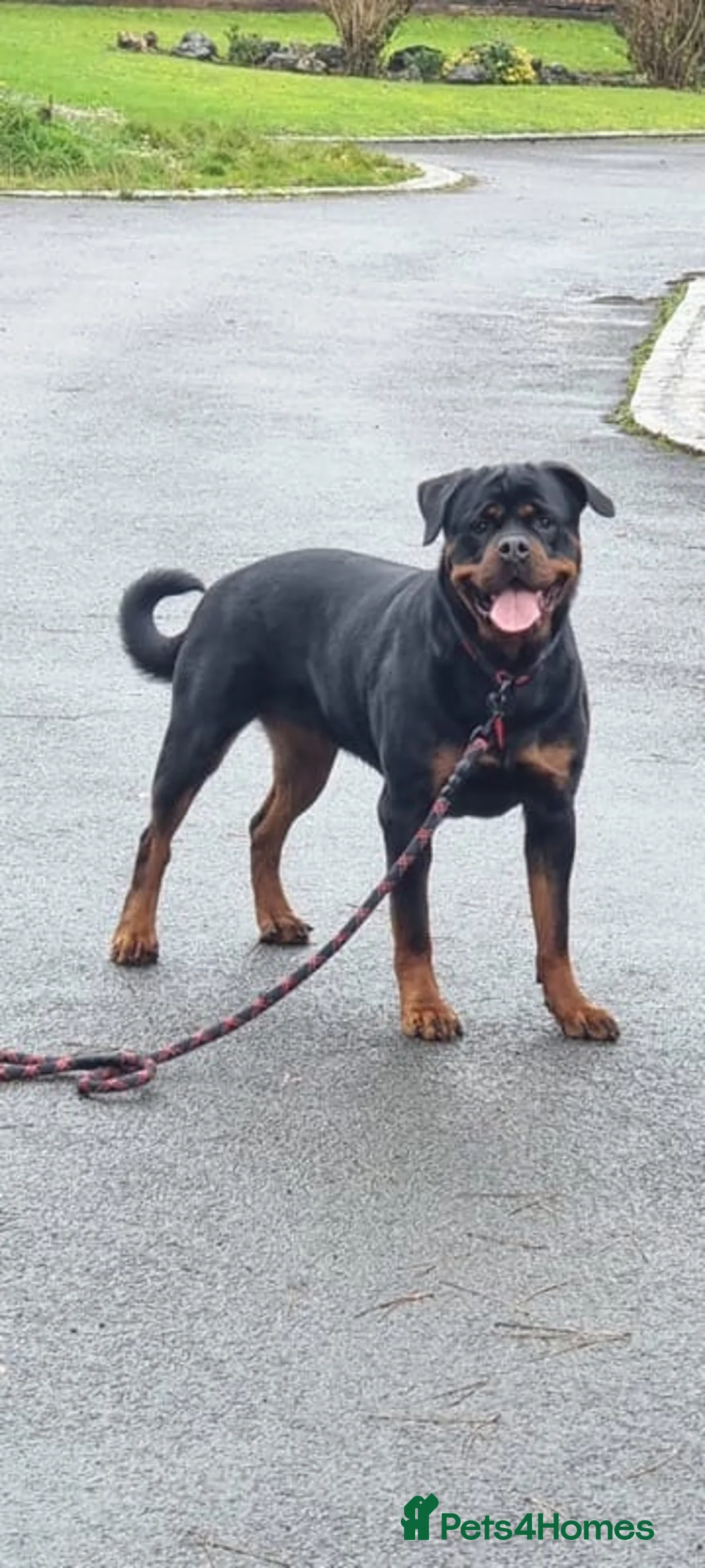 Rottweiler dogs for sale: Clio  - Advert 2