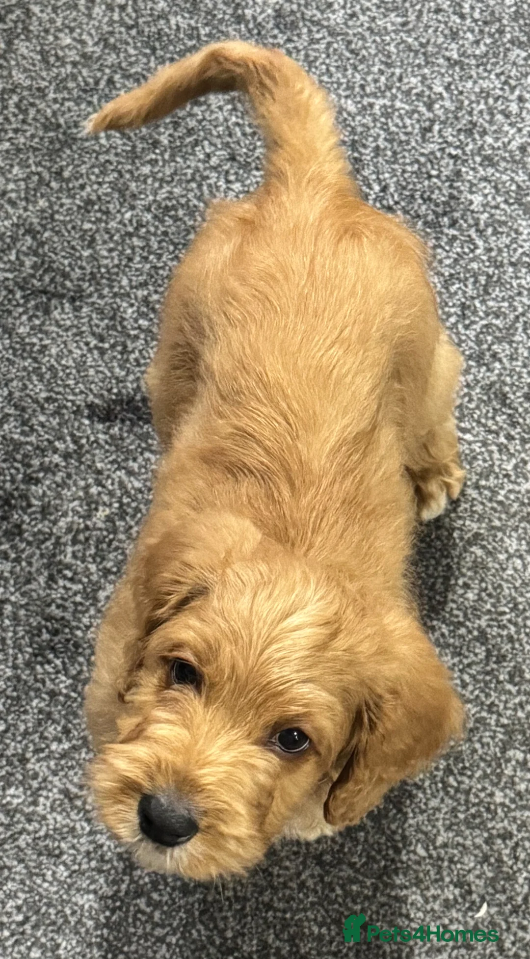 Australian Labradoodle dogs for sale: Multi-Gen Australian Labradoodle Puppies - Advert 14