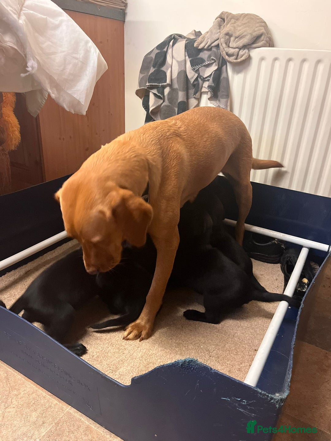 Mixed Breed dogs for sale: Labrador cross puppies - Advert 3