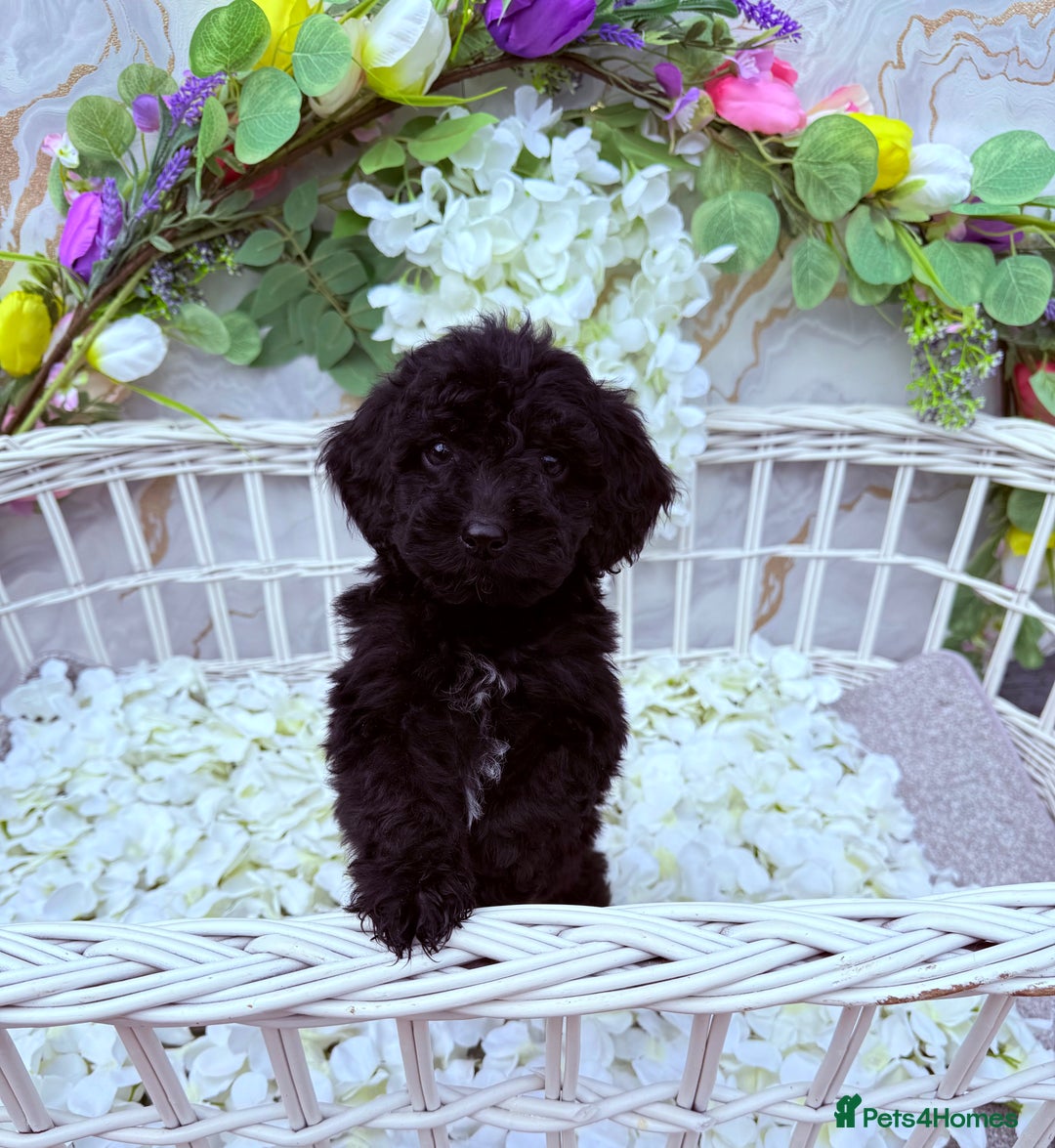 Cockapoo dogs for sale: F1b Cockapoo puppies in Strathaven - Image 7