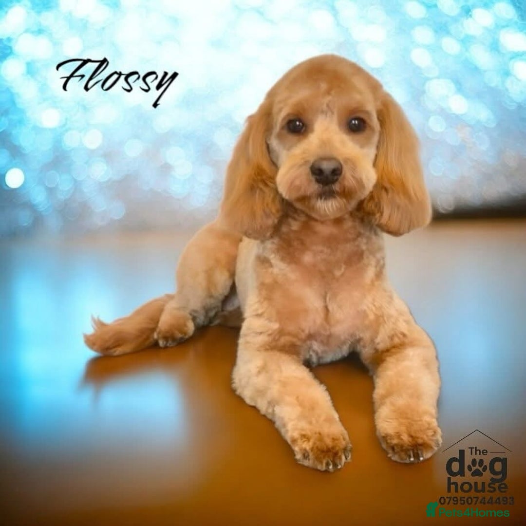 Cockapoo dogs for sale: Cockapoo puppies x5 - Advert 7