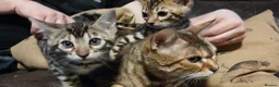 Bengal cats for sale: Beautiful Bengal kittens Ready now. - Advert 1
