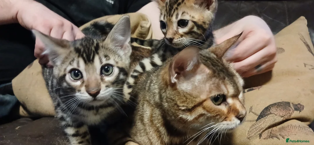 Bengal cats for sale: Beautiful Bengal kittens Ready now. - Advert 1