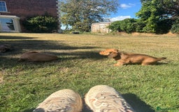 Dachshund dogs for sale: 2 American Red Long Haired Dachshund Puppies - Image 16