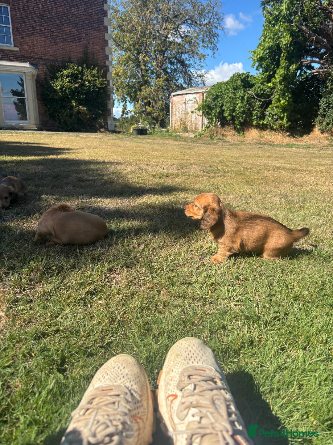 Dachshund dogs for sale: 2 American Red Long Haired Dachshund Puppies - Image 16