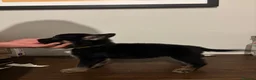 German Shepherd dogs for sale: German Shepherd puppies European line - Advert 11