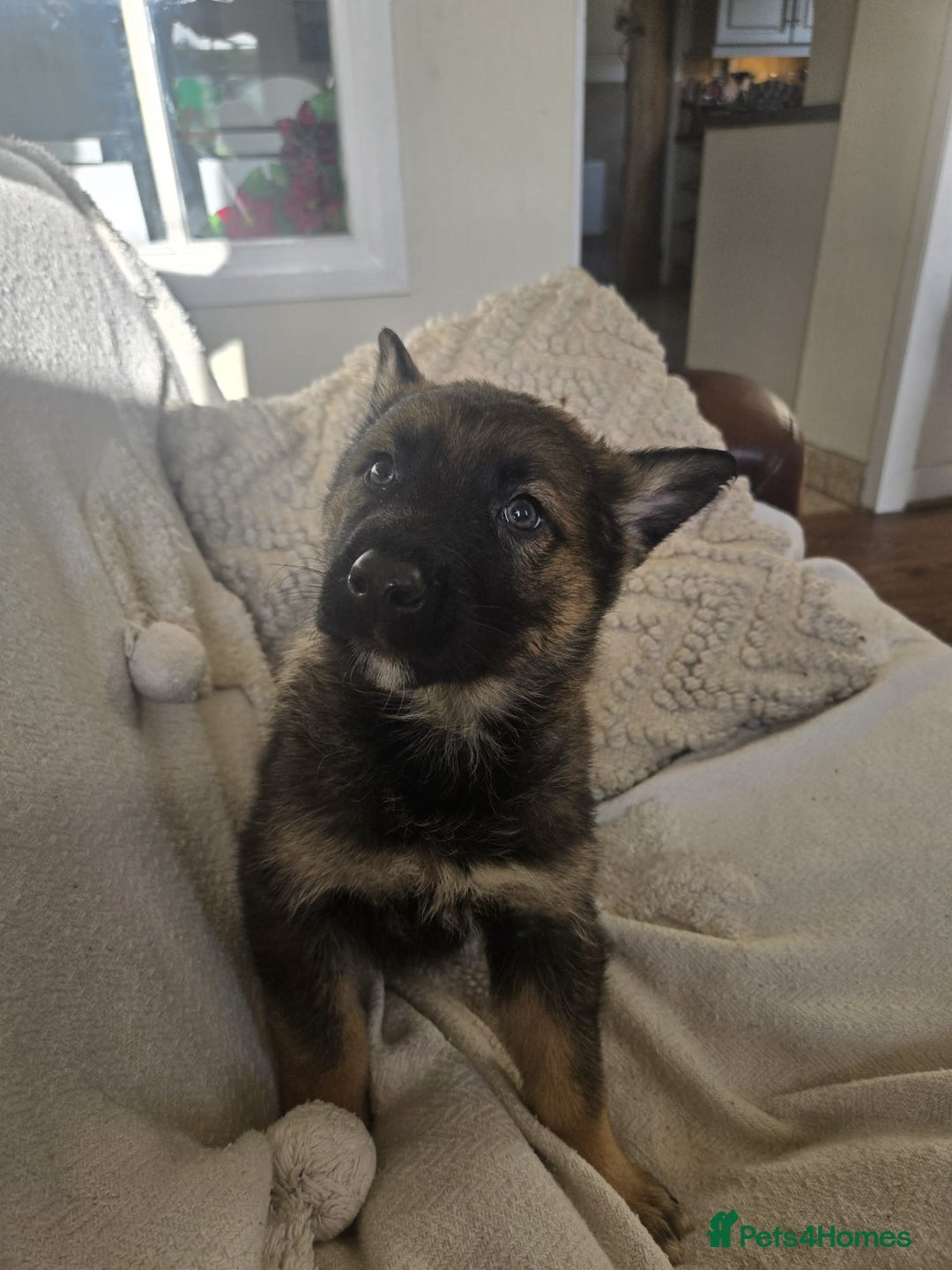 Mixed Breed dogs for sale: German Shepherd x Northern Inuit Puppies - Image 5