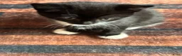 Mixed Breed cats for sale: Fluffy cute kittens in Manningtree - Advert 4