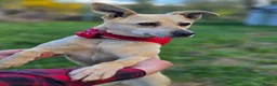 Mixed Breed dogs for adoption: ❤️🐶 STELLA – SMALL BODY, HUGE HEART, ENDLESS LOVE in Burton-on-Trent - Advert 18