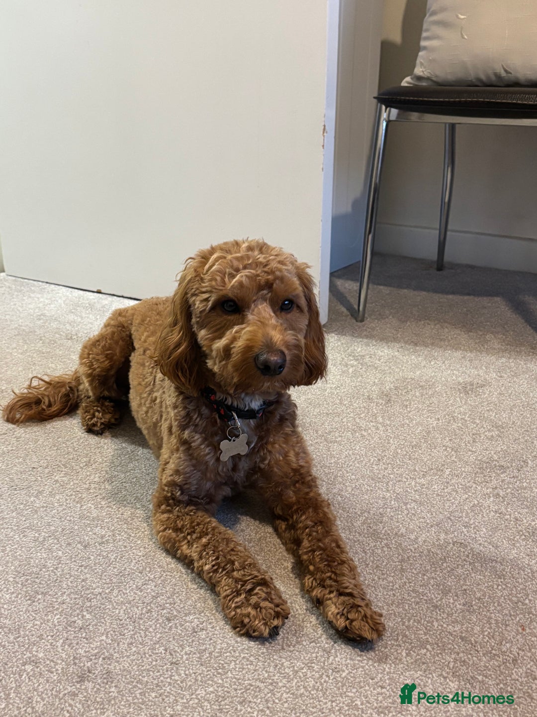 Cockapoo dogs for stud: 🐶 Proven Cockapoo stud - Milo  in Hayes - Image 8