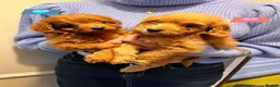 Cavapoo dogs for sale: 🩵🫧 4 Cavapoo Puppies 🫧🩵 - Advert 22