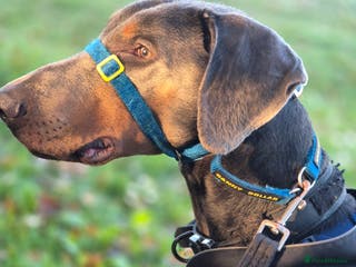 Dobermann dogs Sub-Zero - Advert 9